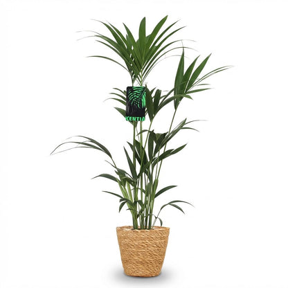 Kamerplant - Howea Forsteriana - Kentia Palm - Weinig Onderhoud - Groen - 1 Plant - met Mand - Pot 21cm - Hoogte 120-130cm