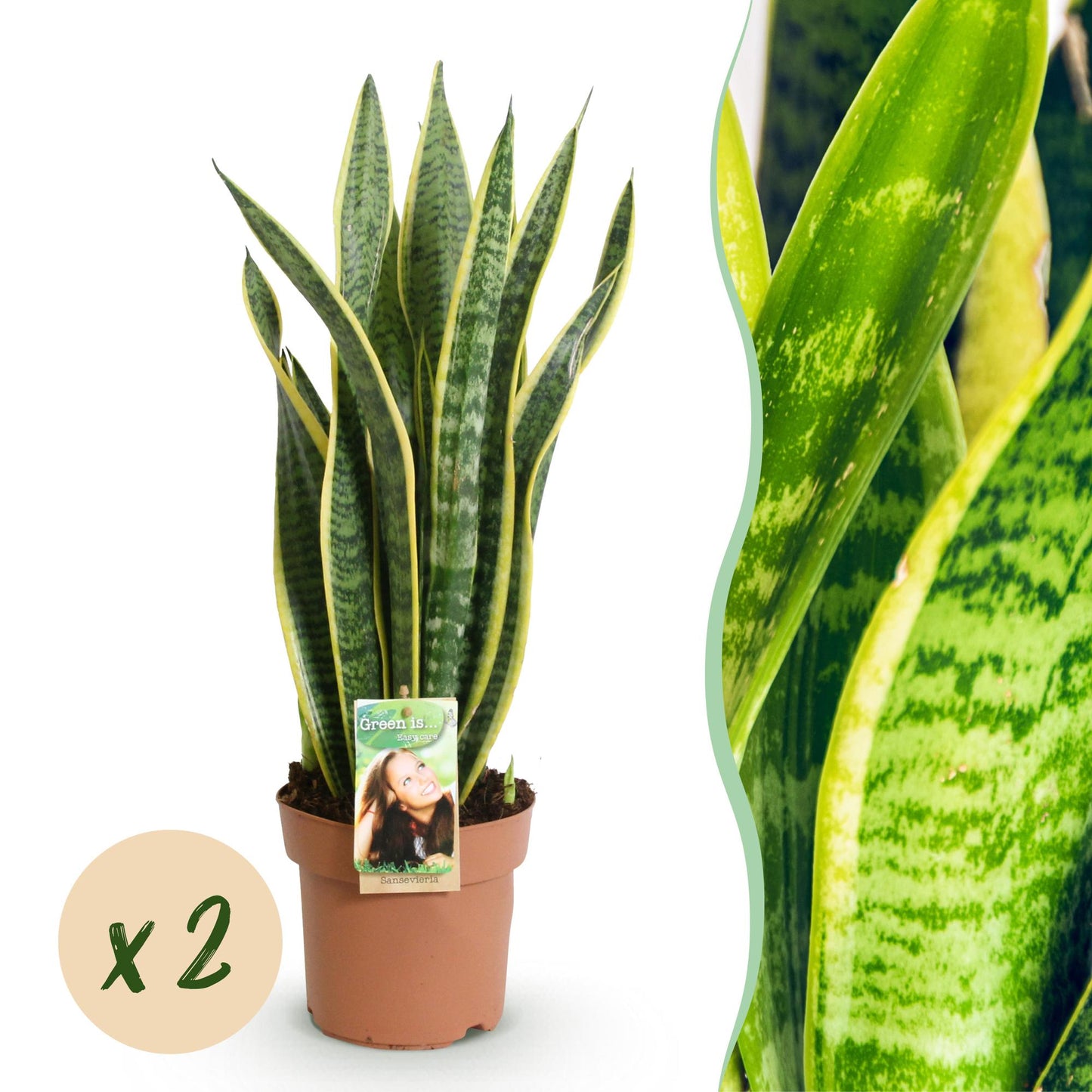 Sanseveria Vrouwentong met Mand – 2 Stuks Luchtzuiverende Kamerplanten - Hoogte 60-70cm