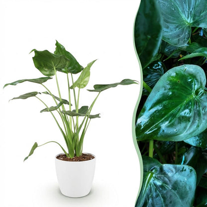 Alocasia Cucullata (Boeddha’s Hand) - Luxe Kamerplant 65-70 cm