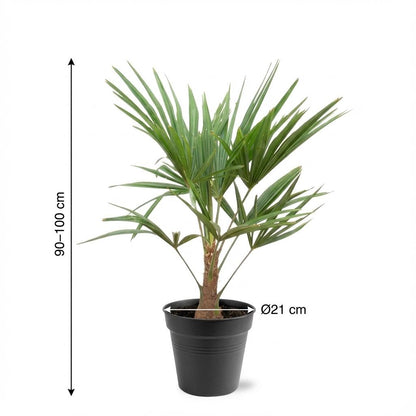 Trachycarpus Fortunei (Chinese Waaierpalm) – 90-100 cm