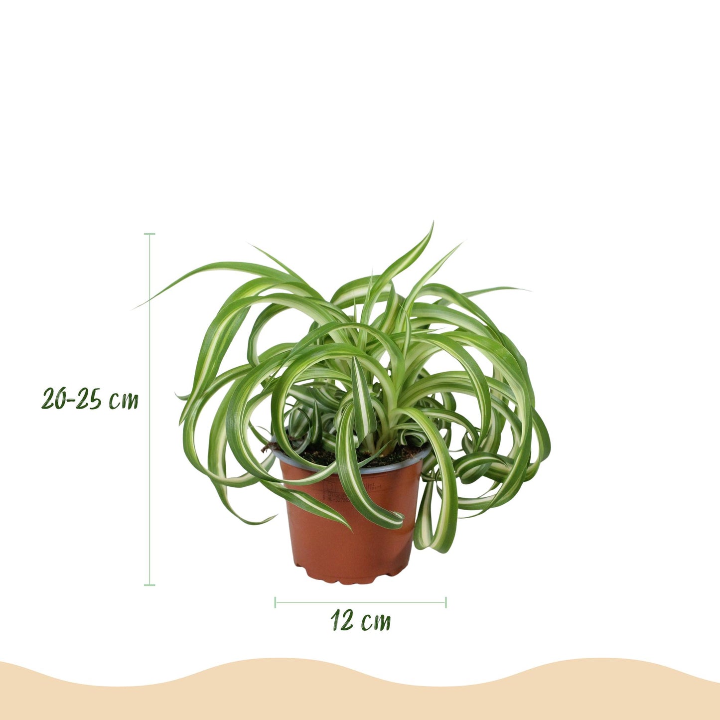 Kamerplant - Chlorophytum comosum Bonnie - Krullende Graslelie - Huisdiervriendelijke Plant - Groen - 1 Plant - met Potter Wit - Pot 12cm - Hoogte 20cm