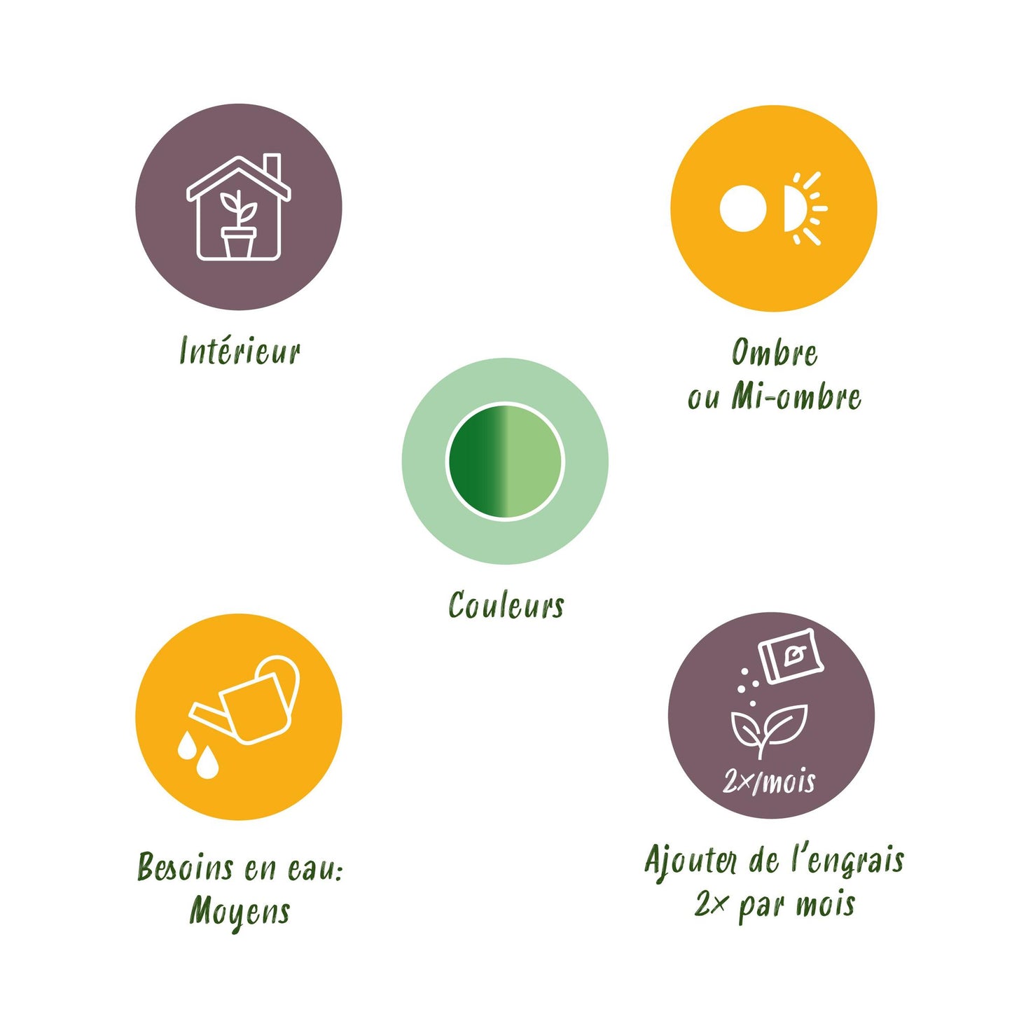 Kamerplanten - Diefenbachia Tropic Snow - Dieffenbachia - Weinig onderhoud - Groen - 1 Plant - met Potter Grijs - Pot 21cm - Hoogte 90-100cm