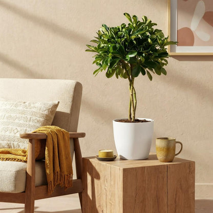 Schefflera Gold Capella (Vingerboom) – 70-80 cm – Inclusief Witte Pot