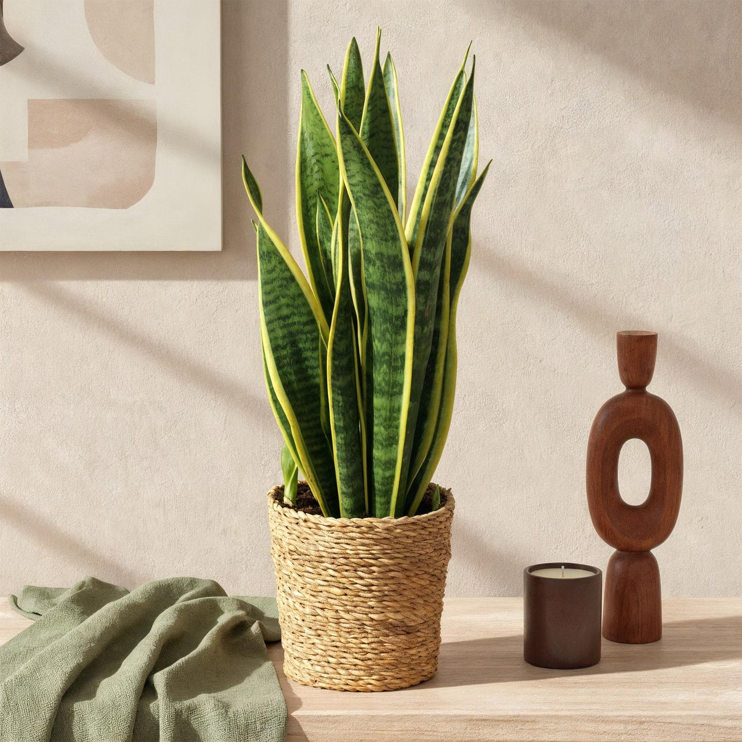 Sanseveria Vrouwentong met Mand – 2 Stuks Luchtzuiverende Kamerplanten - Hoogte 60-70cm