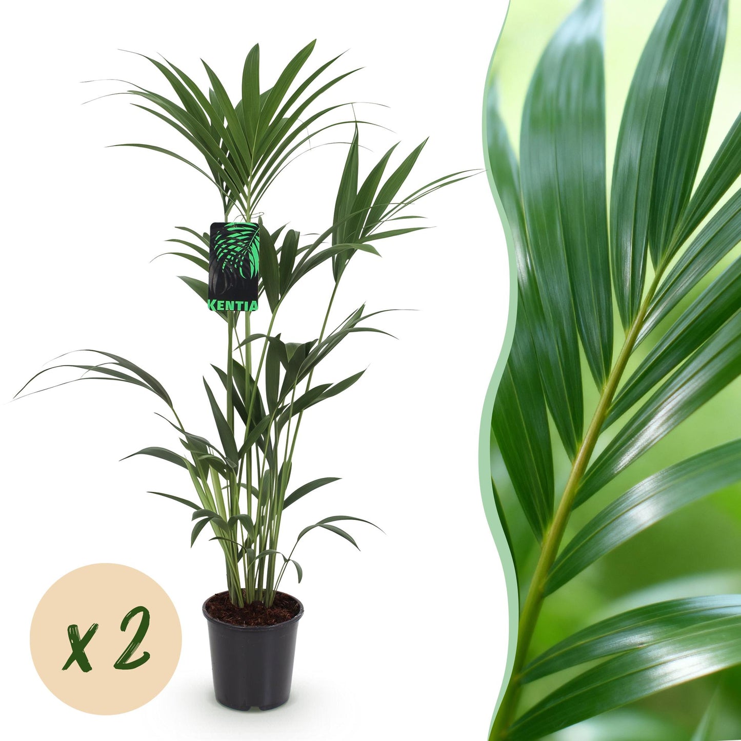 Kamerplant - Howea Forsteriana - Kentia Palm - Weinig Onderhoud - Groen - 2 planten - Pot 21cm - Hoogte 120-130cm