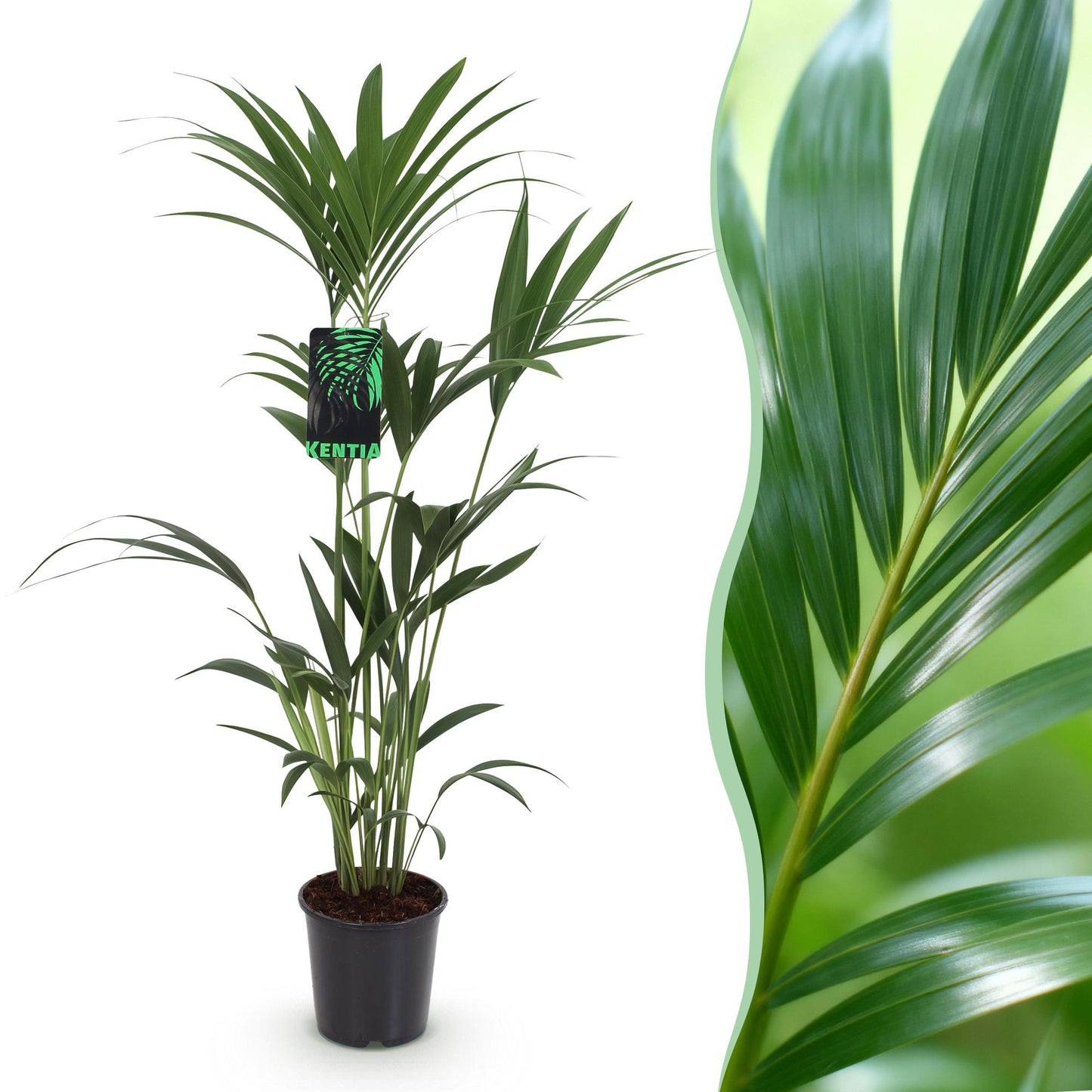 Howea Forsteriana - Kentia Palm - Weinig Onderhoud Pot 21cm - Hoogte 120-130cm