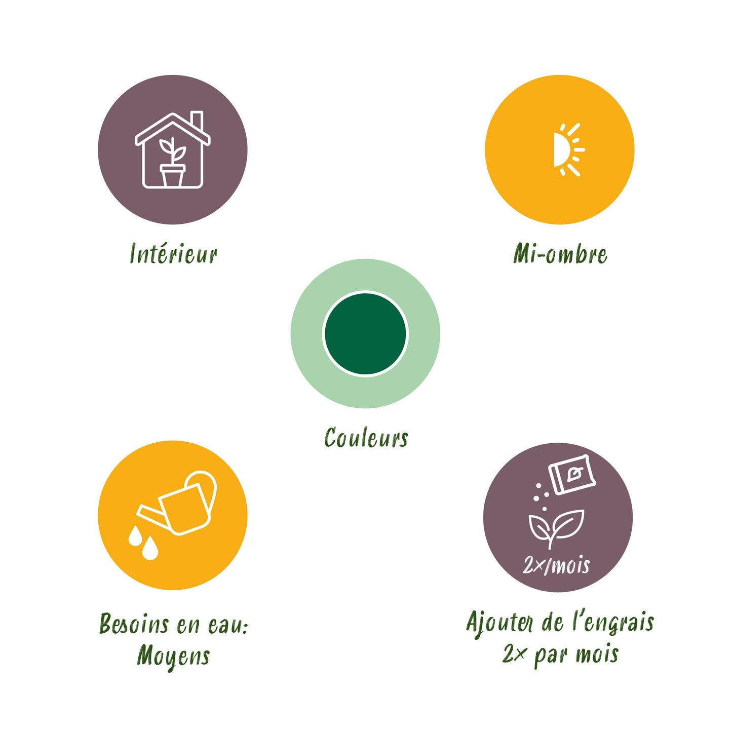 Kamerplant - Howea Forsteriana - Kentia Palm - Weinig Onderhoud - Groen - 1 Plant - met Mand - Pot 21cm - Hoogte 120-130cm