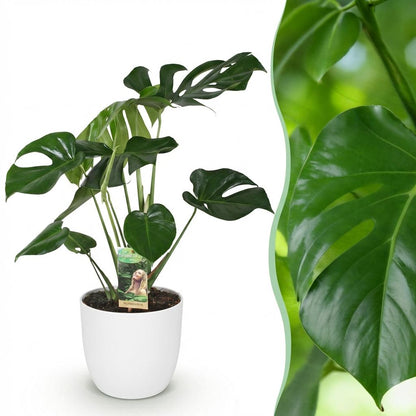 Kamerplanten - Monstera Deliciosa - Gatenplant - Weinig onderhoud - Groen - 1 Plant - met Potter Wit - Pot 21cm - Hoogte 70-80cm