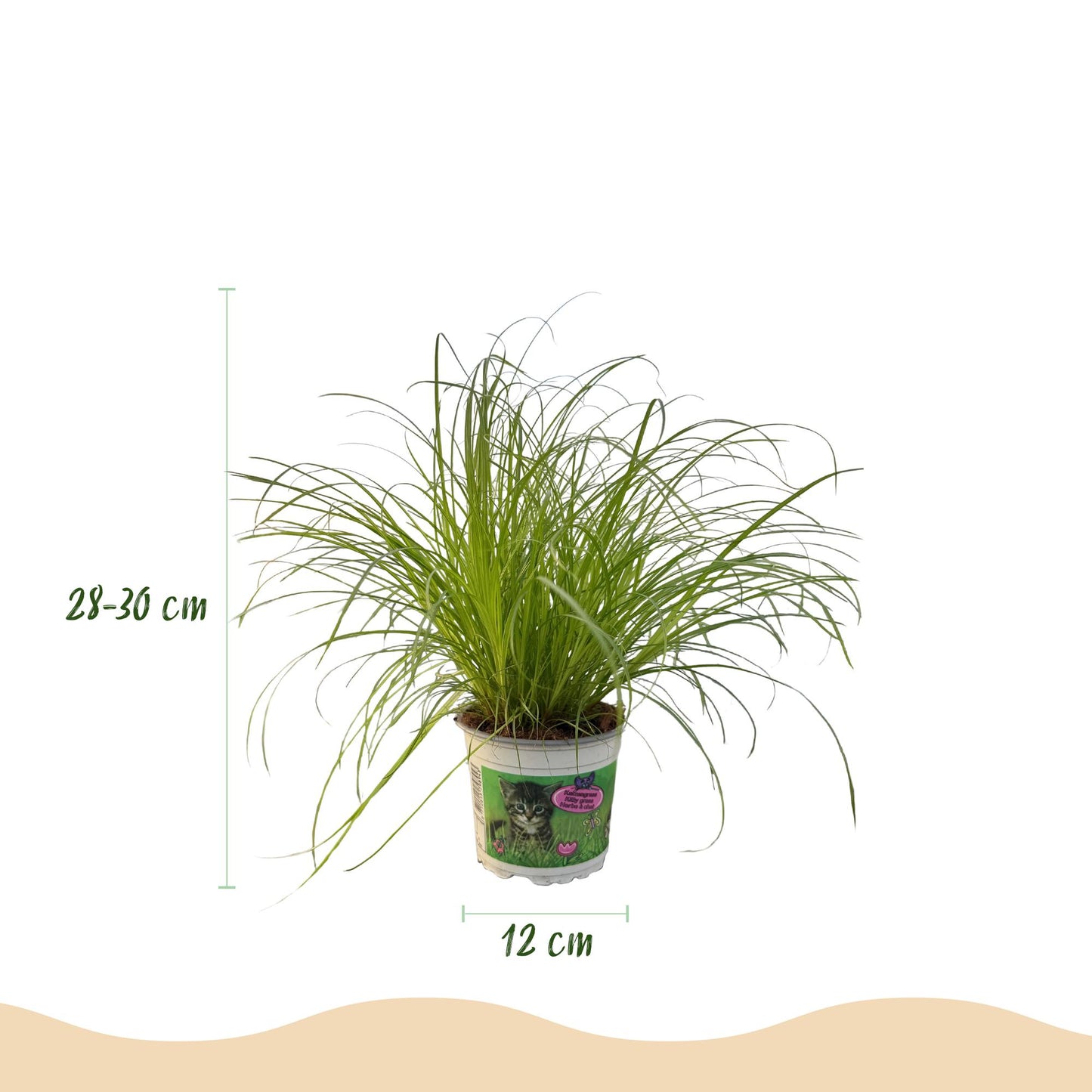 Kamerplant - Cyperus alternifolius Zumula - Kattengras - Huisdiervriendelijke Plant Pot 12cm - Hoogte 20cm
