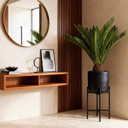 Kamerplant - Cycas revoluta - Palmvaren - Weinig onderhoud 2 stuks - Pot 17cm - Hoogte 55-65cm