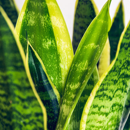 Sanseveria Laurentii - Vrouwentong - Weinig onderhoud - Groen - 2 Planten - Pot 17cm - Hoogte 60-70cm