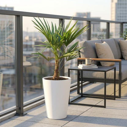 Trachycarpus Fortunei (Chinese Waaierpalm) – 90-100 cm