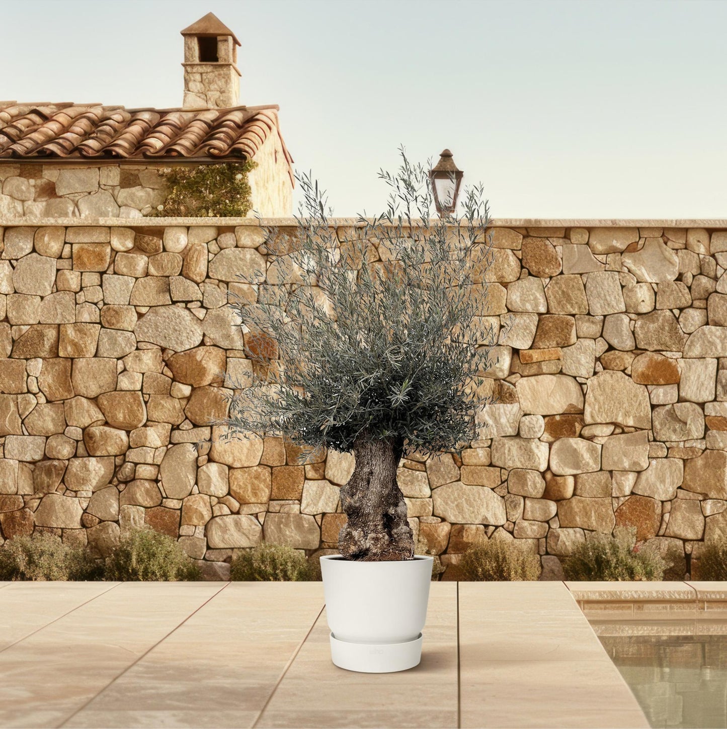 Olea Europaea Bonsai - 270cm- Ø80