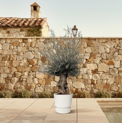 Olea Europaea Bonsai - 270cm- Ø80