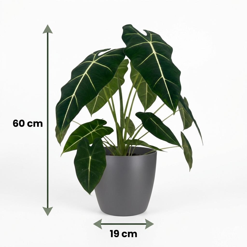 Olifantsoor - Alocasia Frydek - Groen - Weinig onderhoud - 1 Plant - met Potter Grijs - Pot 19cm - Hoogte 60cm