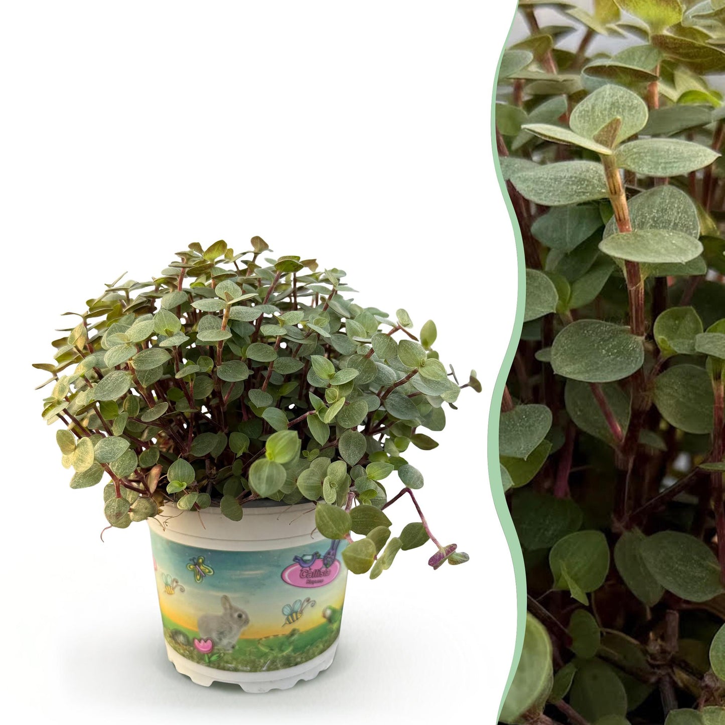 Kamerplant - Calissia repens - Schildpad plant - Huisdiervriendelijke Plant- 1 Plant - Pot 12cm - Hoogte 14cm