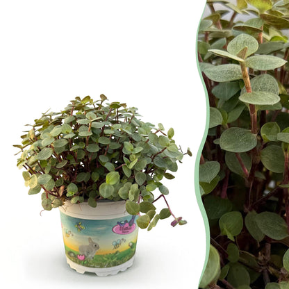 Kamerplant - Calissia repens - Schildpad plant - Huisdiervriendelijke Plant- 1 Plant - Pot 12cm - Hoogte 14cm