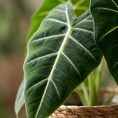 Olifantsoor - Alocasia Frydek - Groen - Weinig onderhoud - 1 Plant - met Mand - Pot 19cm - Hoogte 60cm