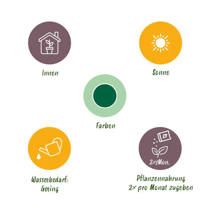 Kamerplant Euphorbia eritrea - Afrikaanse melkboom - Weinig onderhoud - 2 stuks met pot 19cm - Hoogte 70cm