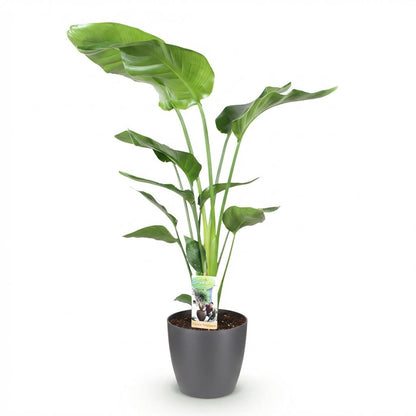 Kamerplanten - Strelitzia Nicolai - Paradijsvogelbloem - Weinig onderhoud - Groen - 1 Plant - met Potter Grijs - Pot 21cm - Hoogte 110-120cm