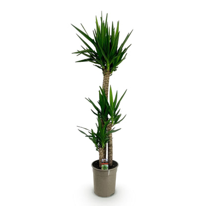 Yucca elephantipes - Yucca - Weinig onderhoud Pot 24cm - Hoogte 140cm