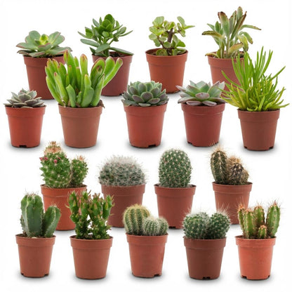 Mini Cactus & Succulenten Mix - 18 Stuks - Ø 5,5 cm - Hoogte: 5-10 cm