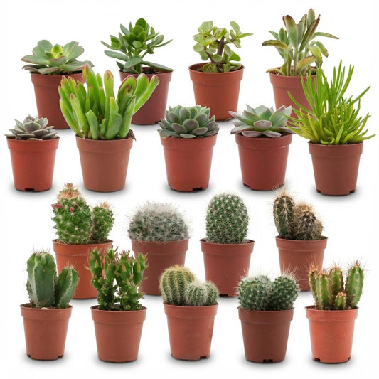 Mini Cactus & Succulenten Mix - 18 Stuks - Ø 5,5 cm - Hoogte: 5-10 cm