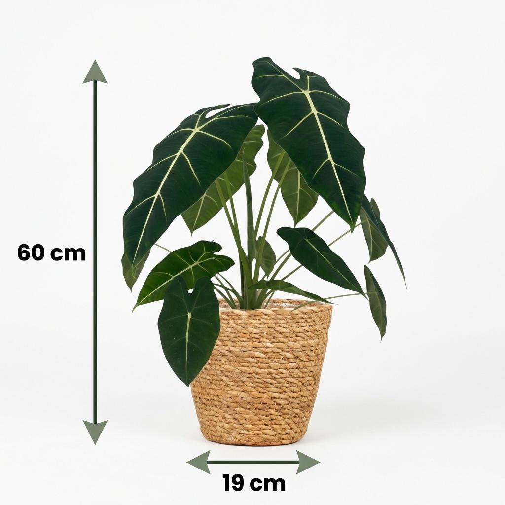 Olifantsoor - Alocasia Frydek - Groen - Weinig onderhoud - 1 Plant - met Mand - Pot 19cm - Hoogte 60cm