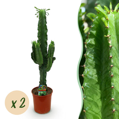 Kamerplant Euphorbia eritrea - Afrikaanse melkboom - Weinig onderhoud - 2 stuks met pot 19cm - Hoogte 70cm