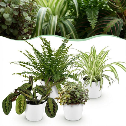 Mix van 4 - Huisdiervriendelijke Planten 4 Planten - met Potter Wit - Pot 12cm - Hoogte 25cm