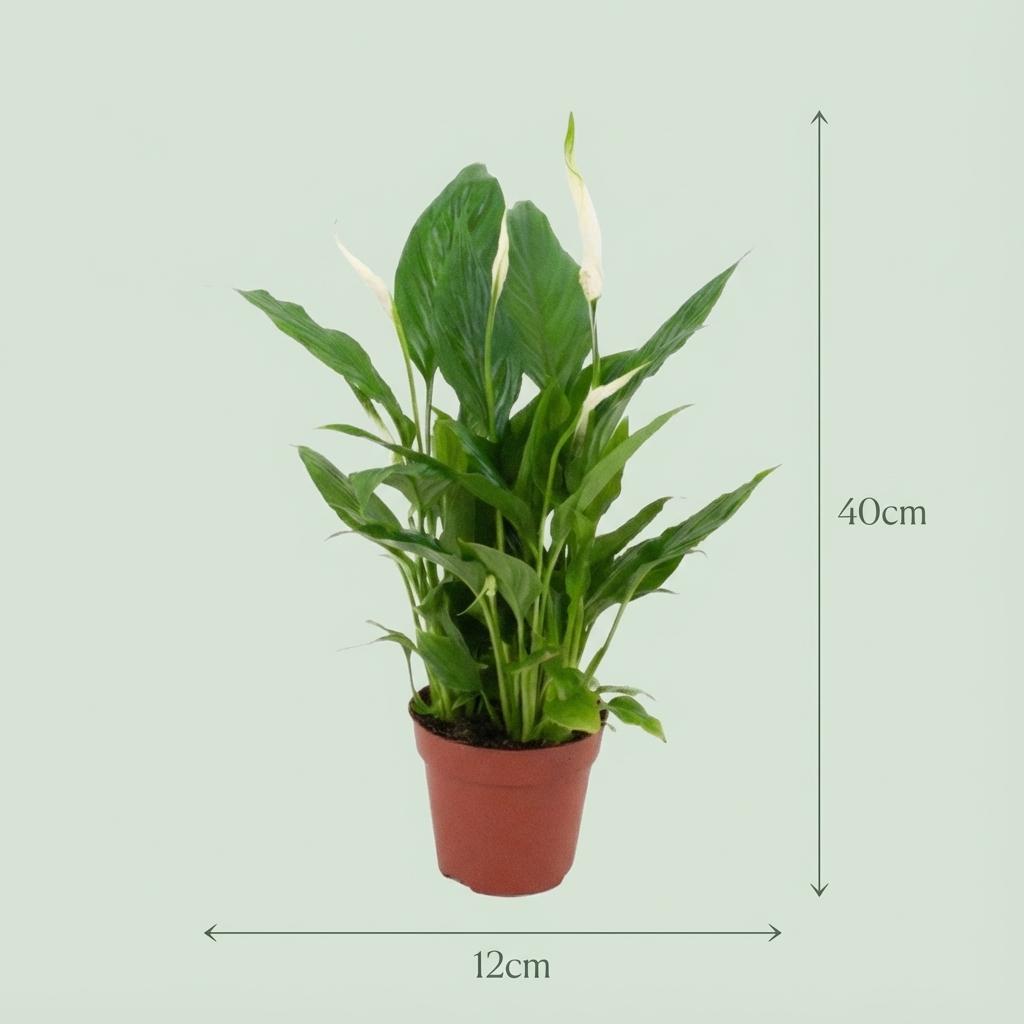 Spathiphyllum (Lepelplant) – Set van 2 Luchtzuiverende Kamerplant met Witte Bloemen 35-40 cm
