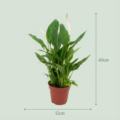 Spathiphyllum (Lepelplant) – Set van 2 Luchtzuiverende Kamerplant met Witte Bloemen 35-40 cm