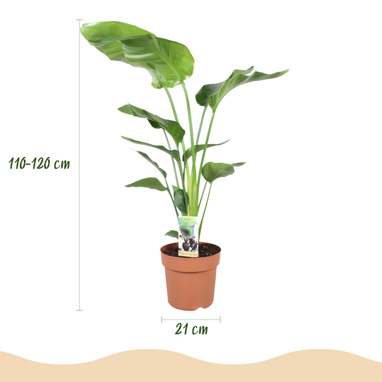 Kamerplanten - Strelitzia Nicolai - Paradijsvogelbloem - Weinig onderhoud - Groen - 1 Plant - met Potter Grijs - Pot 21cm - Hoogte 110-120cm