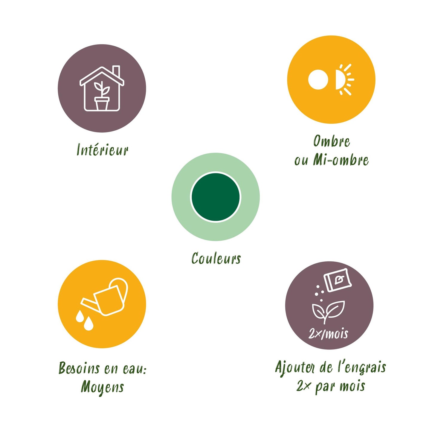 Yucca elephantipes - Yucca - Weinig onderhoud Pot 24cm - Hoogte 140cm