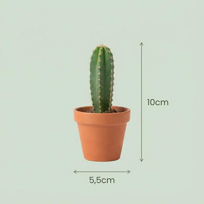 Mini Cactus & Succulenten Mix - 18 Stuks - Ø 5,5 cm - Hoogte: 5-10 cm