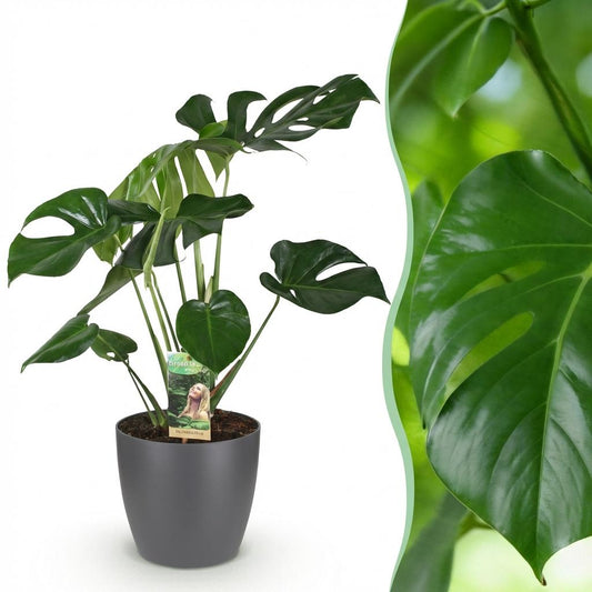 Monstera Deliciosa (Gatenplant) – 70-80 cm – Inclusief Grijze Pot