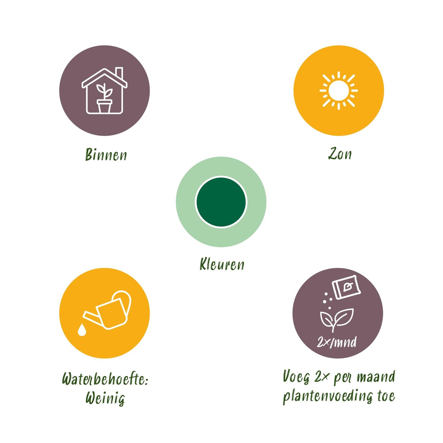 Kamerplant Euphorbia eritrea - Afrikaanse melkboom - Weinig onderhoud - 2 stuks met pot 19cm - Hoogte 70cm