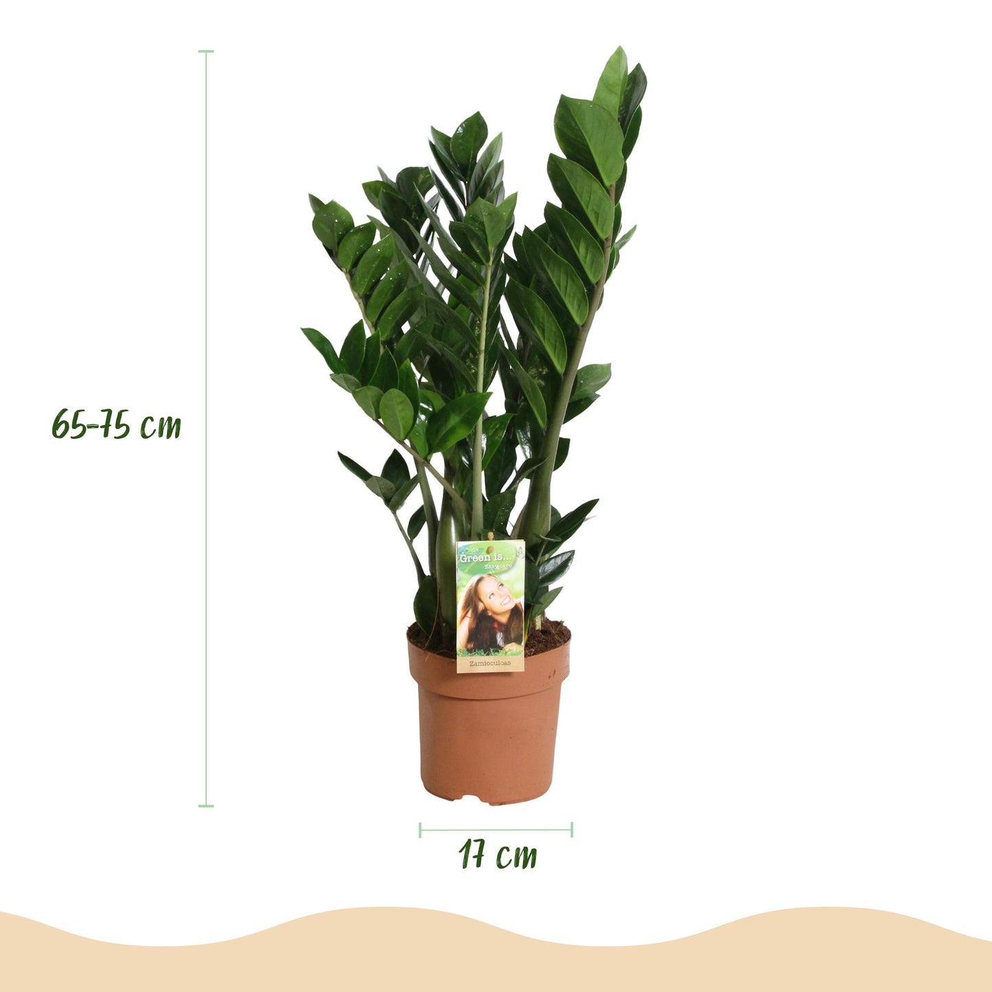Kamerplanten - Zamioculcas - ZZ-plant - Weinig onderhoud 2 Planten - Pot 17cm - Hoogte 65-75cm