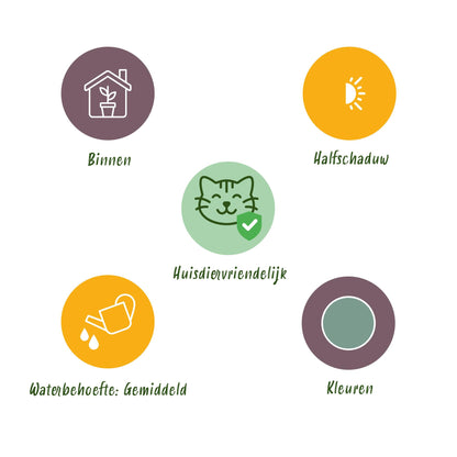 Green boutiQ - Kamerplant - Phlebodium aureum Blue Star - Blauwe Varen - Huisdiervriendelijk - Blauw - 2 Planten - Pot 12cm - Hoogte 25-30cm