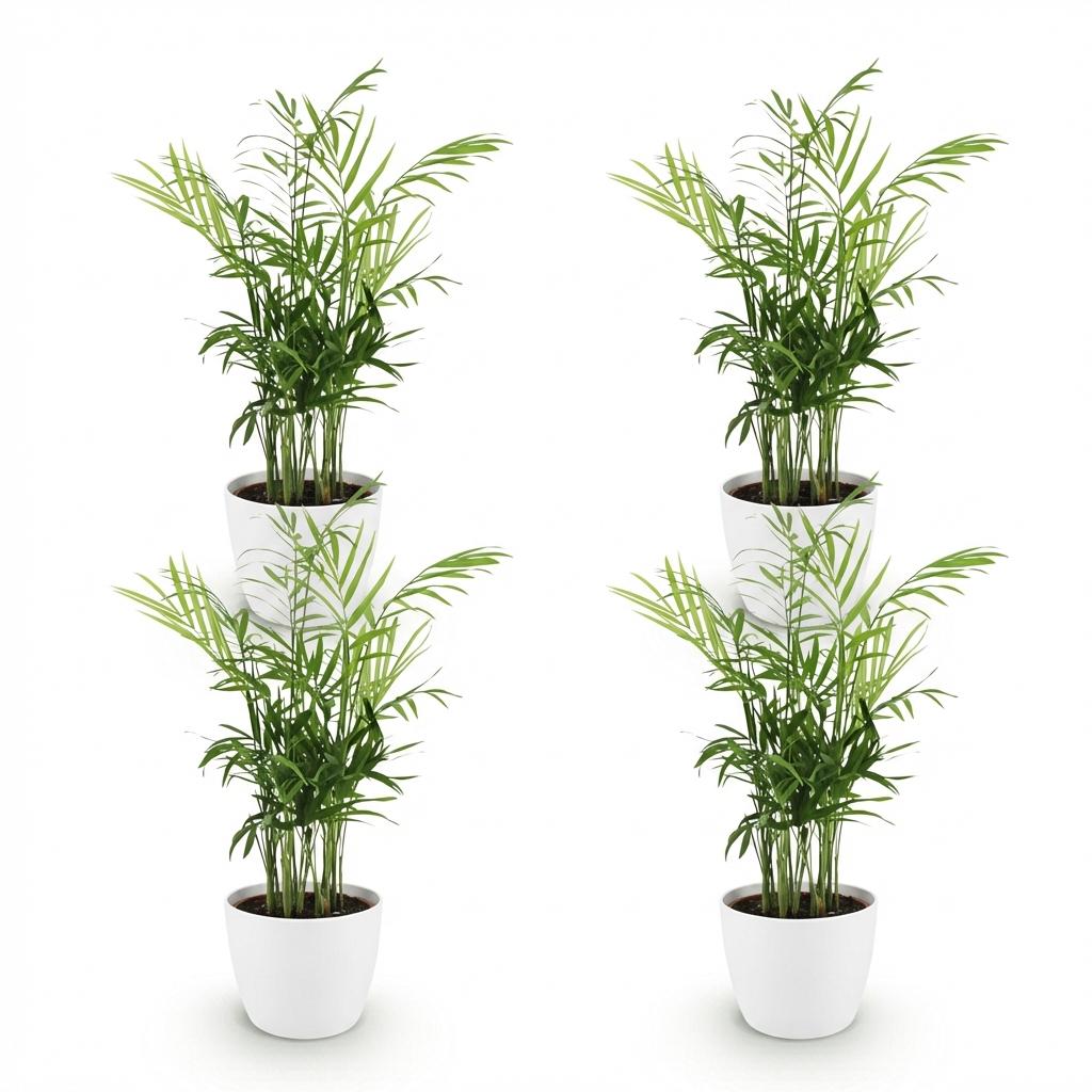 Kamerplant - Chamaedorea elegans - Goudpalm - Huisdiervriendelijke Plant 4 Planten - met Pot Wit 12cm - Hoogte 15cm