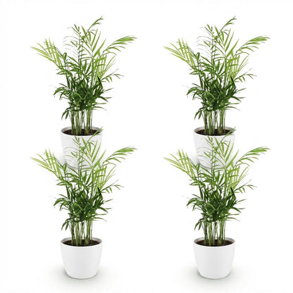Kamerplant - Chamaedorea elegans - Goudpalm - Huisdiervriendelijke Plant 4 Planten - met Pot Wit 12cm - Hoogte 15cm