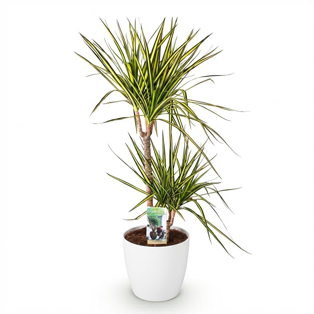 Kamerplanten - Dracaena Sunray - Drakenbloedboom - Weinig onderhoud - 1 Plant - met Pot Wit - Pot 21cm - Hoogte 90-100cm