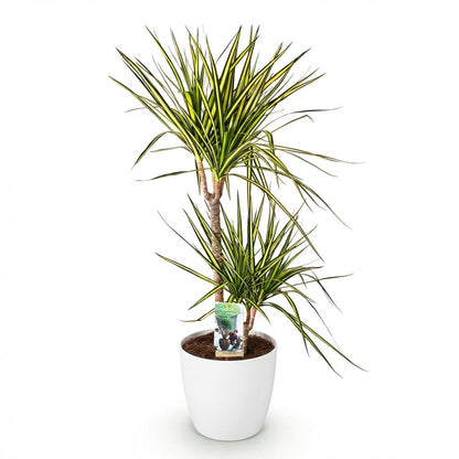 Kamerplanten - Dracaena Sunray - Drakenbloedboom - Weinig onderhoud - 1 Plant - met Pot Wit - Pot 21cm - Hoogte 90-100cm