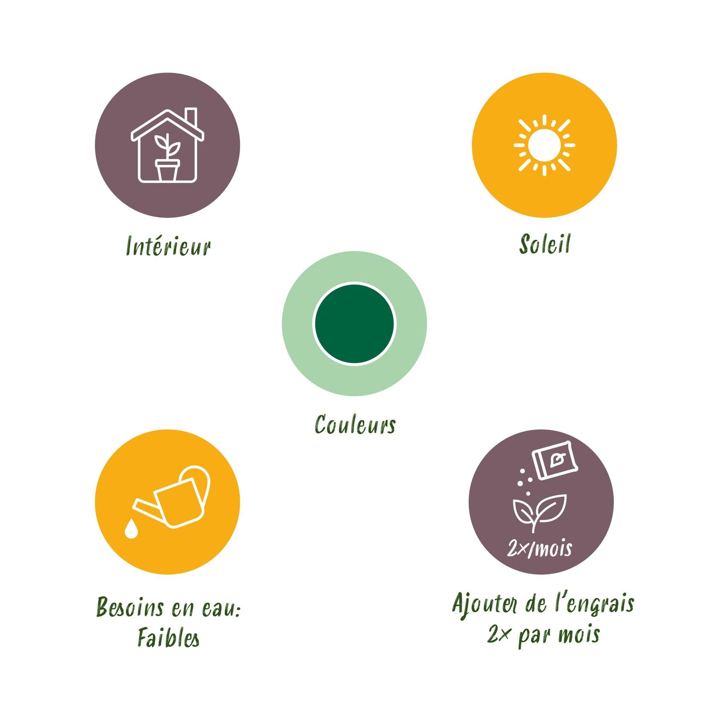 Kamerplant - Cycas revoluta - Palmvaren - Weinig onderhoud 2 stuks - Pot 17cm - Hoogte 55-65cm