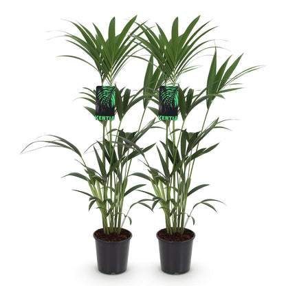 Kamerplant - Howea Forsteriana - Kentia Palm - Weinig Onderhoud - Groen - 2 planten - Pot 21cm - Hoogte 120-130cm