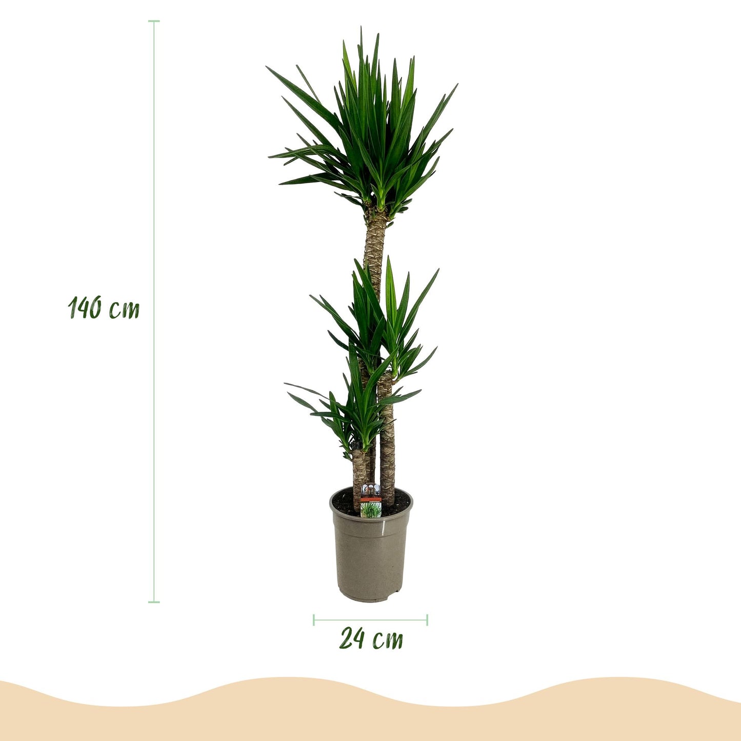 Yucca elephantipes - Yucca - Weinig onderhoud Pot 24cm - Hoogte 140cm