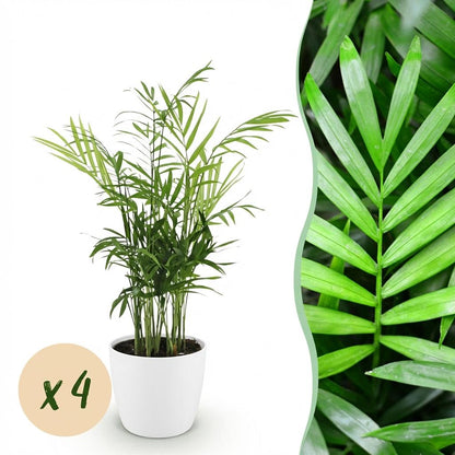 Kamerplant - Chamaedorea elegans - Goudpalm - Huisdiervriendelijke Plant 4 Planten - met Pot Wit 12cm - Hoogte 15cm
