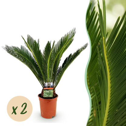 Kamerplant - Cycas revoluta - Palmvaren - Weinig onderhoud 2 stuks - Pot 17cm - Hoogte 55-65cm