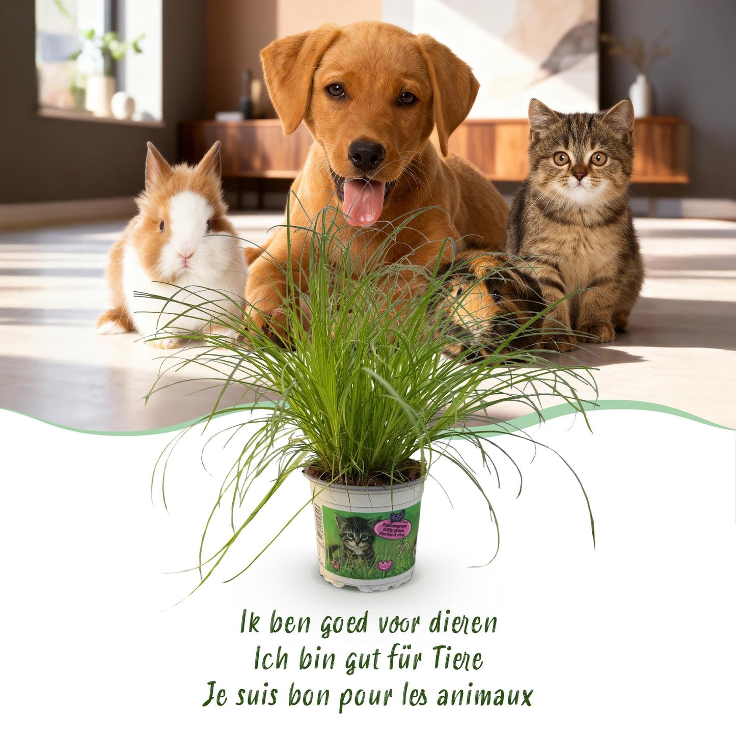 Kamerplant - Cyperus alternifolius Zumula - Kattengras - Huisdiervriendelijke Plant Pot 12cm - Hoogte 20cm