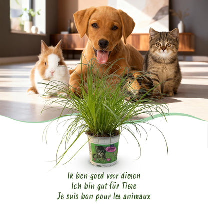 Kamerplant - Cyperus alternifolius Zumula - Kattengras - Huisdiervriendelijke Plant Pot 12cm - Hoogte 20cm